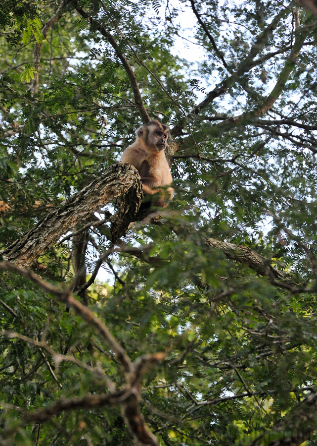 Sapajus libidinosus [300 mm, 1/160 sec at f / 8.0, ISO 2500]